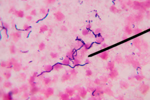 microscope sampling